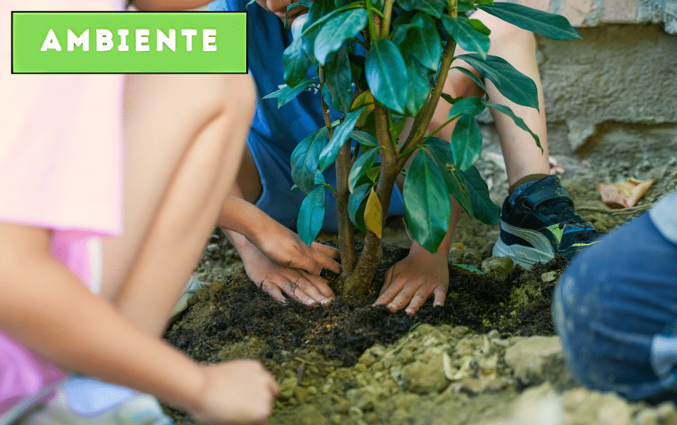 Pianta e Ripianta a scuola con Socfeder